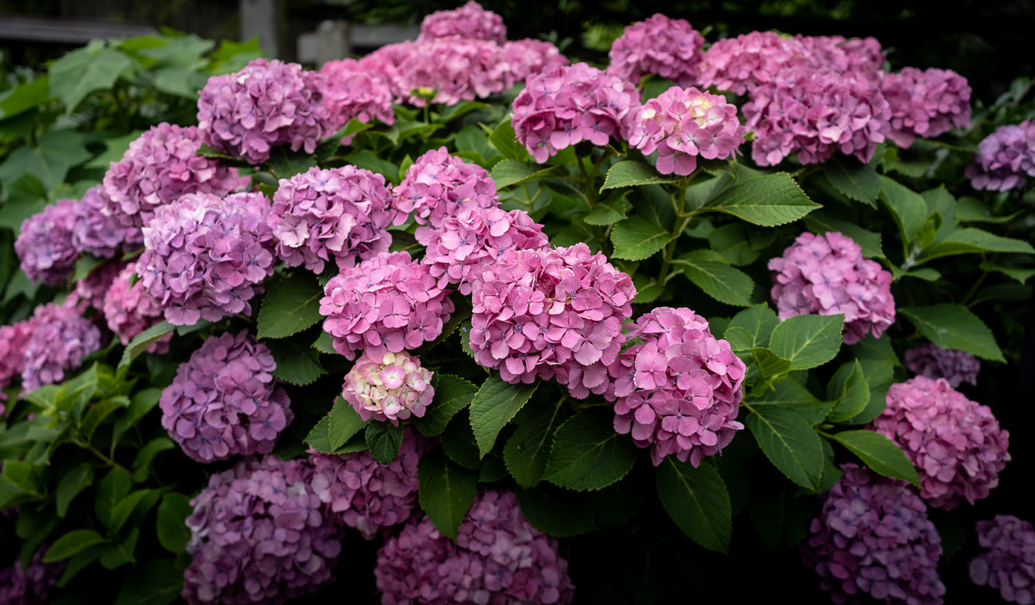 Edo-Kamakura-2018-06-16_122022_128