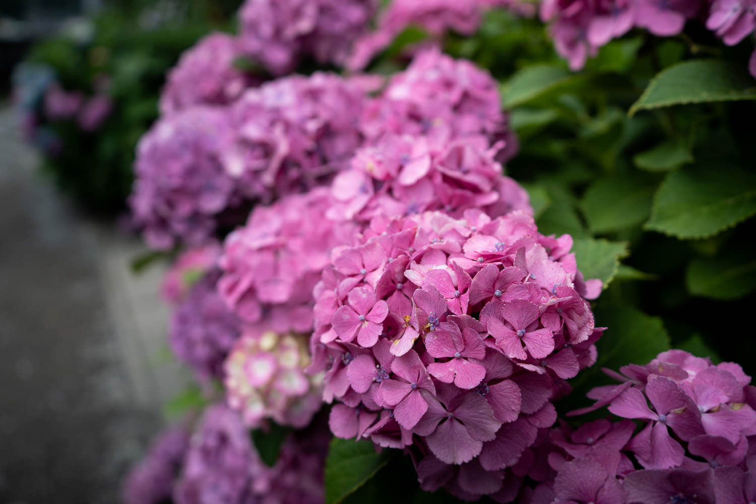 Edo-Kamakura-2018-06-16_122056_130-2