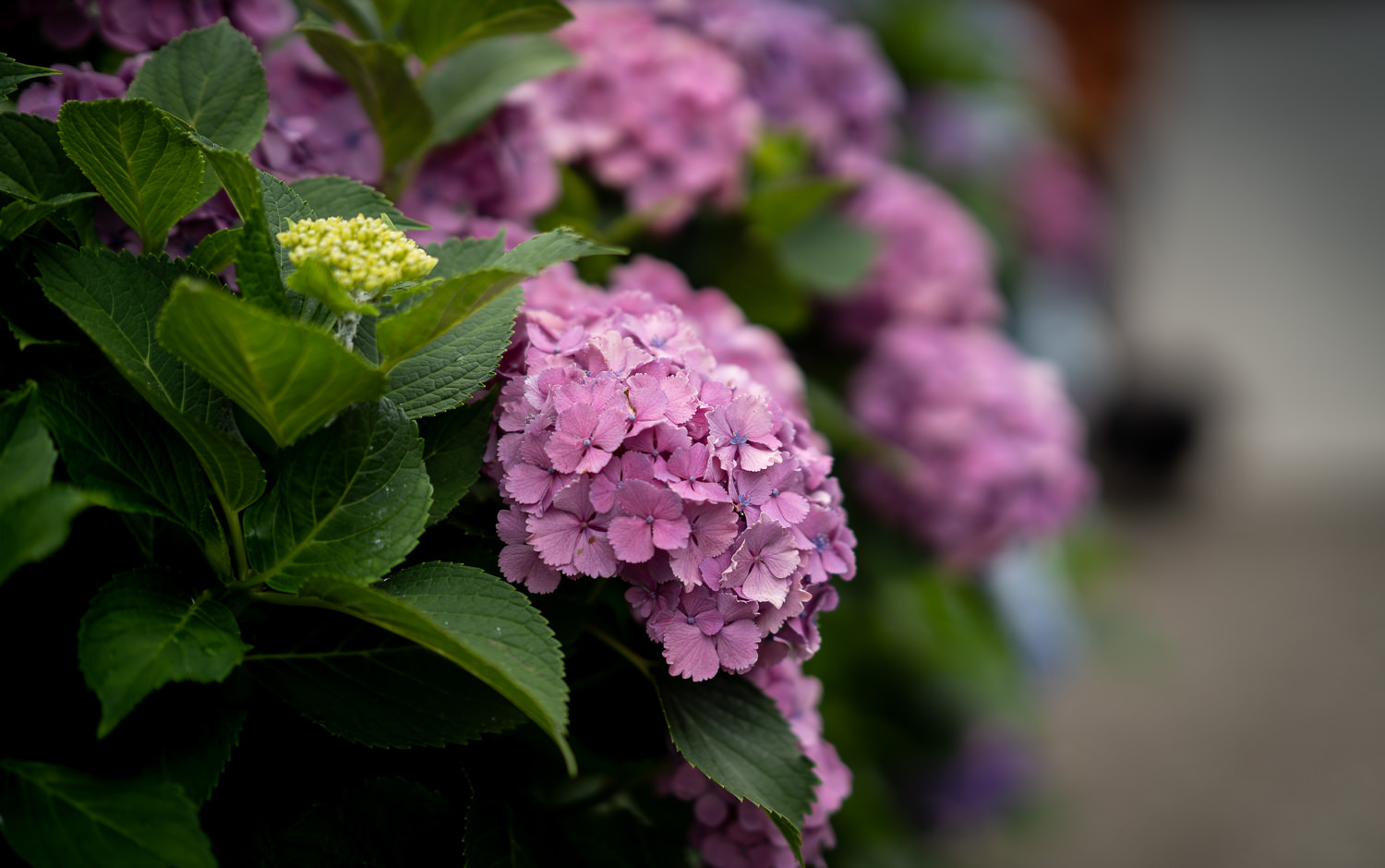Edo-Kamakura-2018-06-16_122717_148