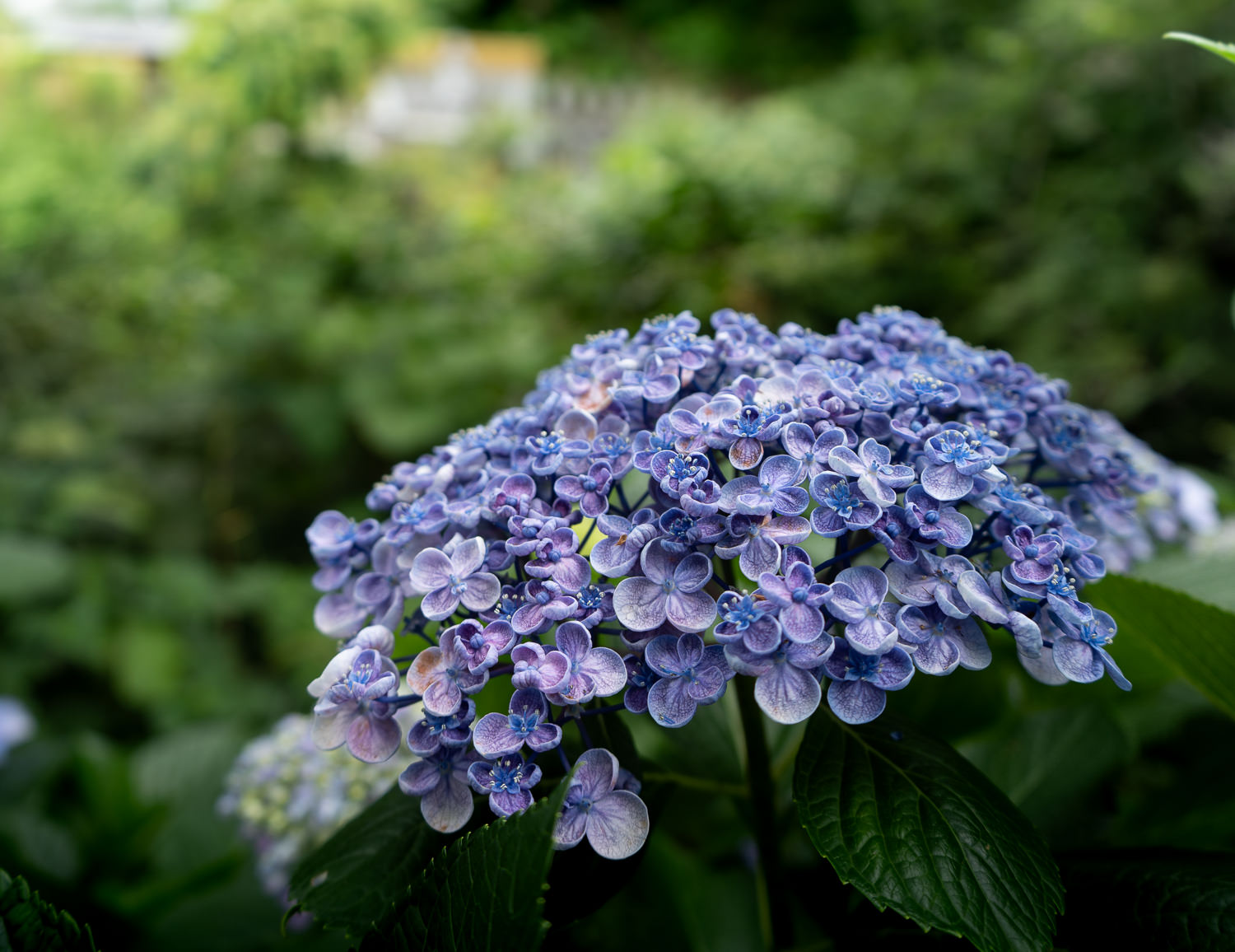Edo-Kamakura-2018-06-16_125032_175