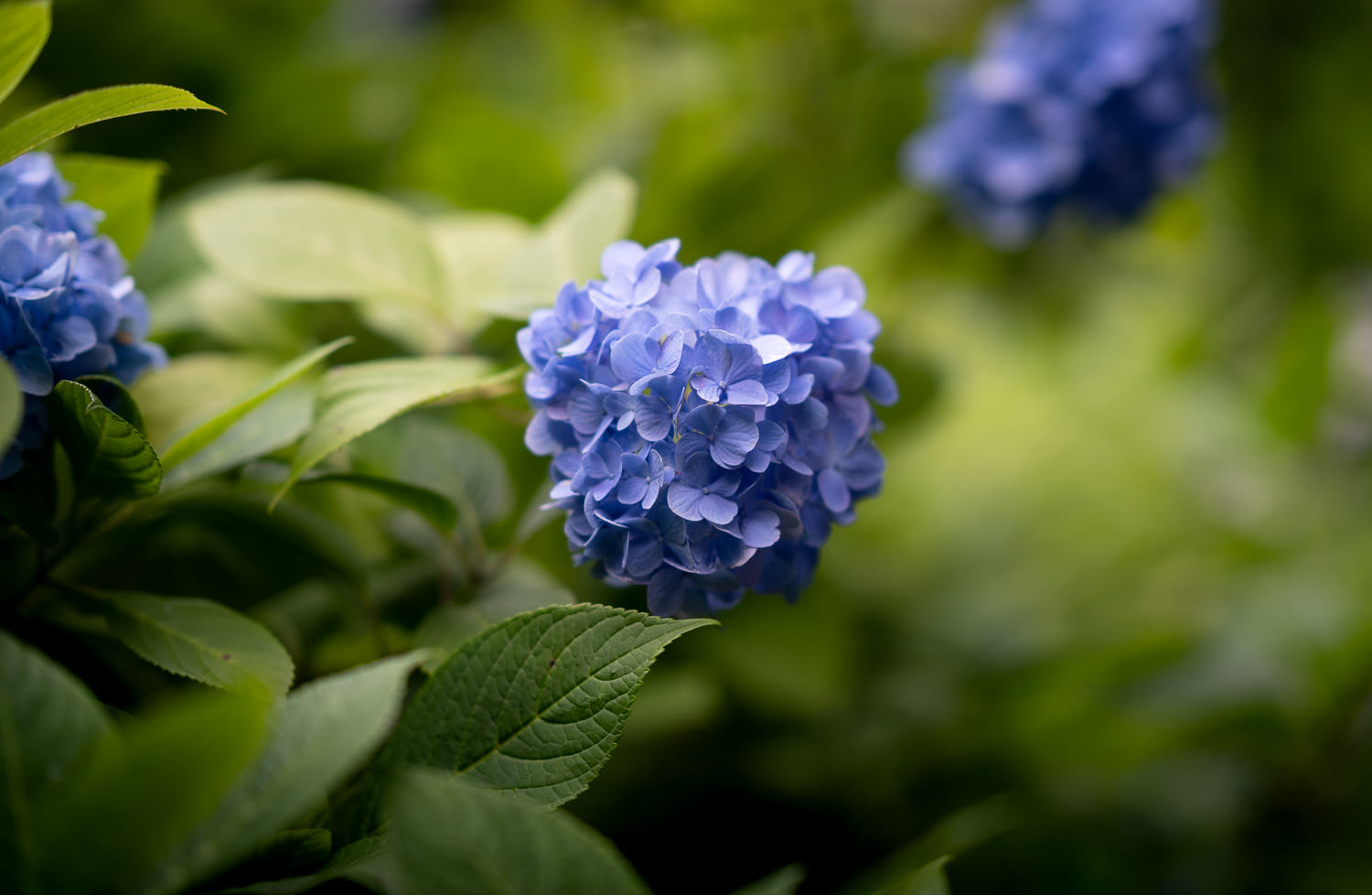 Edo-Kamakura-2018-06-16_154532_282-2