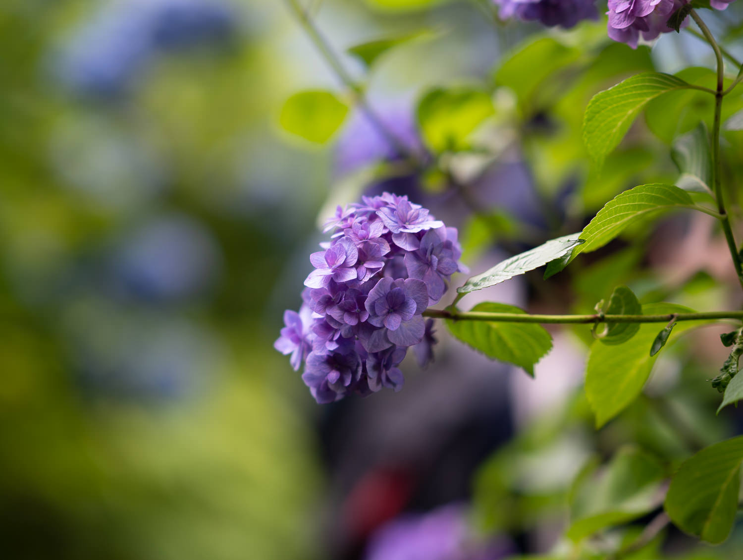 Edo-Kamakura-2018-06-16_154910_291