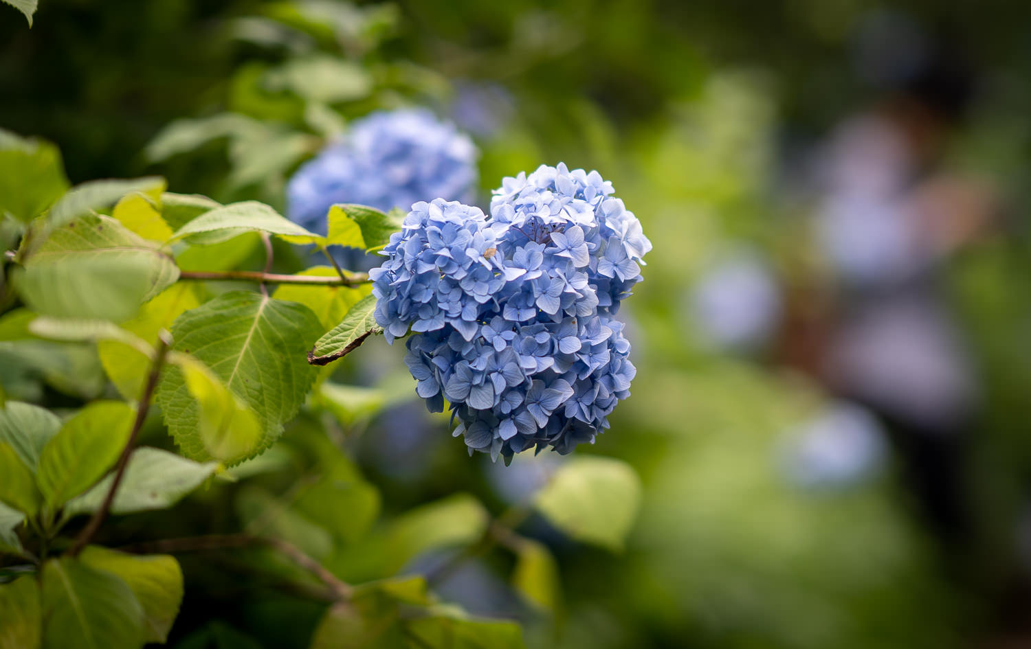 Edo-Kamakura-2018-06-16_155337_308