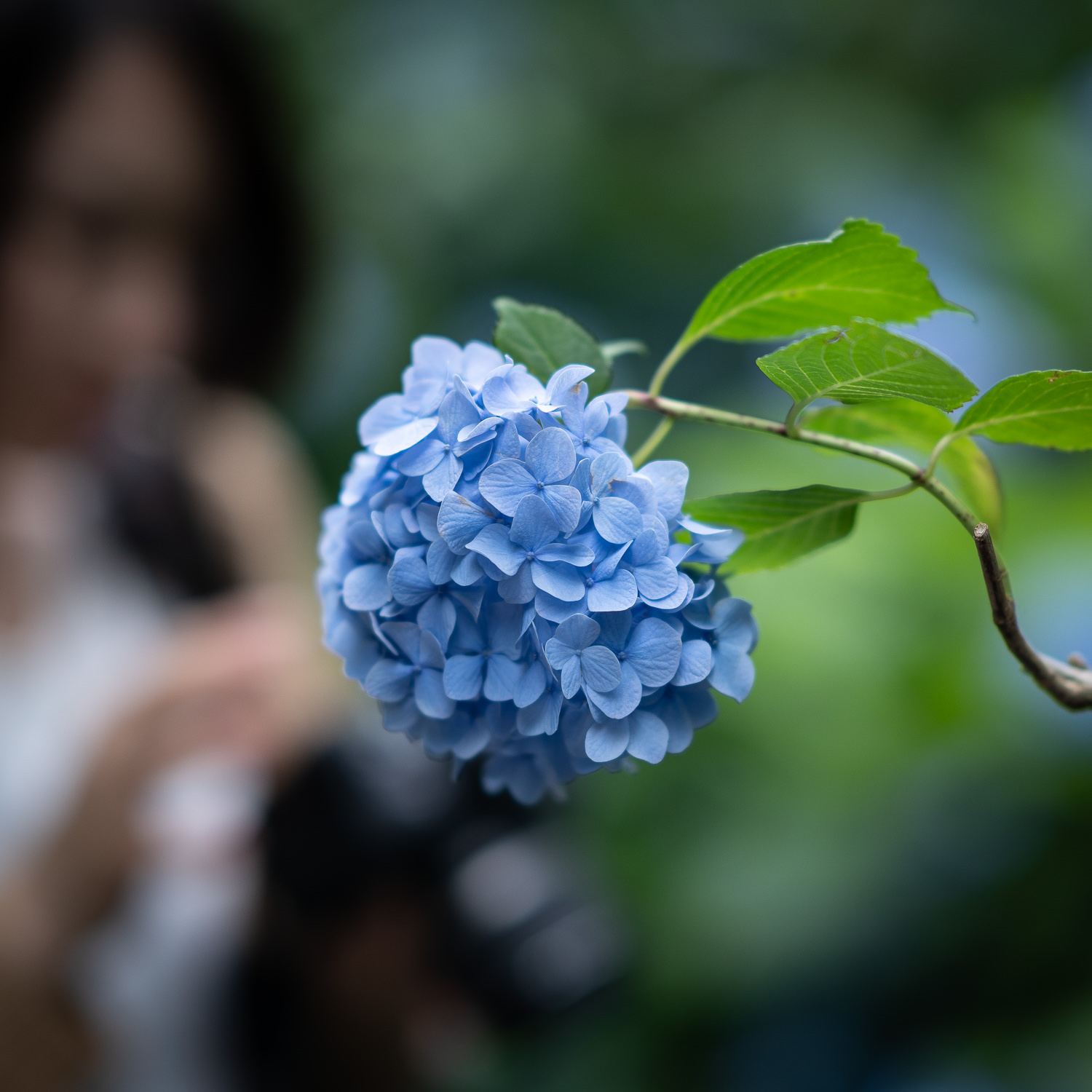 Edo-Kamakura-2018-06-16_162816_361