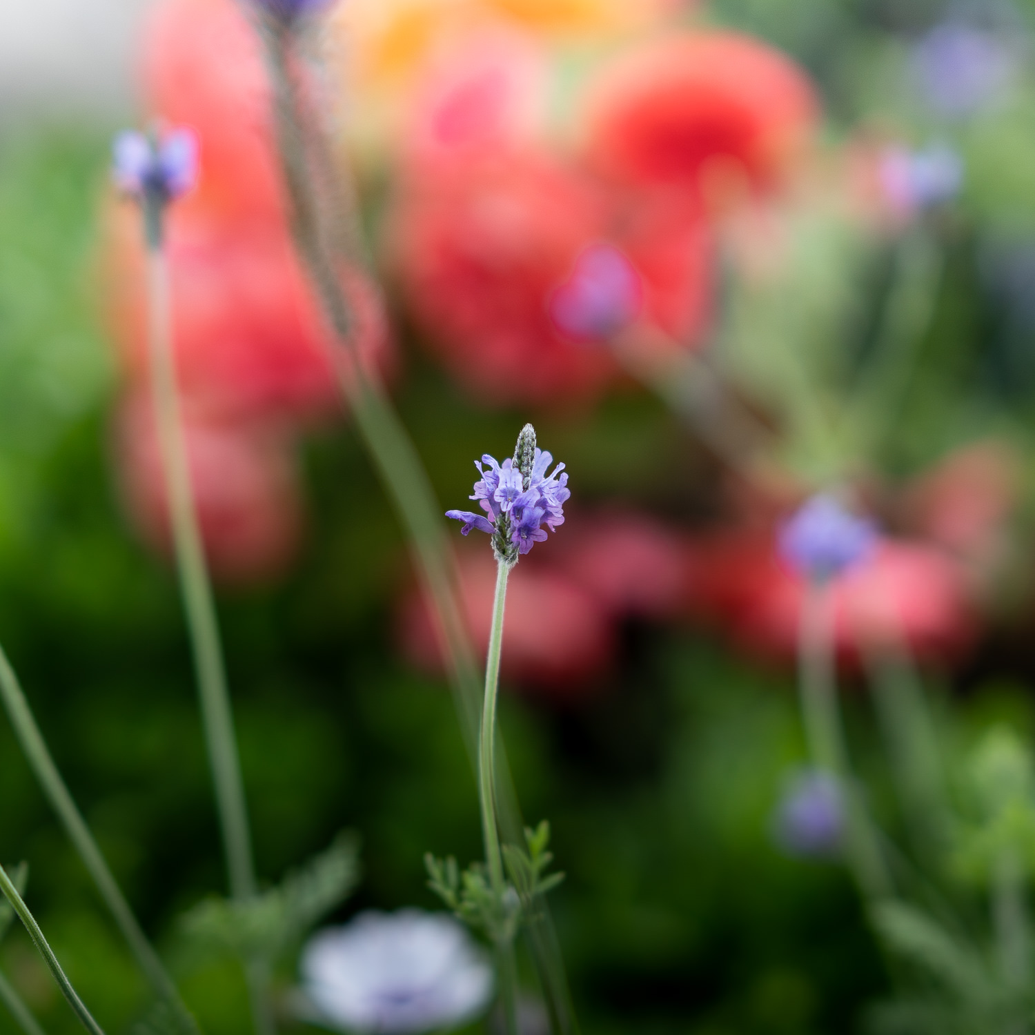 Edo-Kamakura-2018-06-17_172636_671