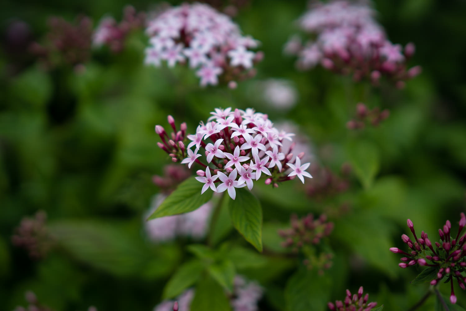 Edo-Kamakura-2018-06-17_172921_675
