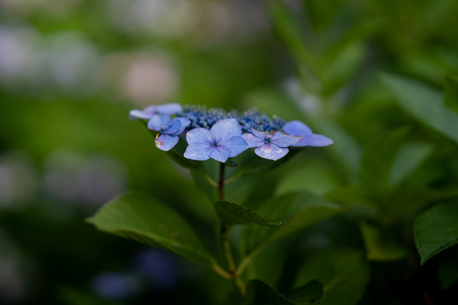 Edo-Kamakura-2018-06-17_174142_693