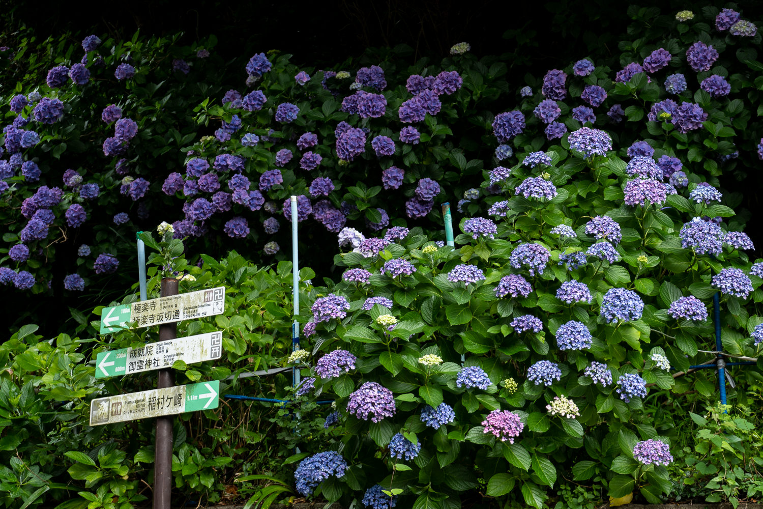 Edo-Kamakura-2018-06-16_120543_085